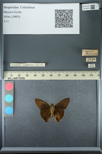 Media type: image;   Entomology 186679